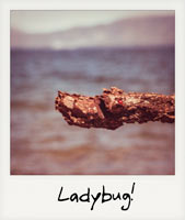 Ladybug!