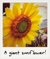 A giant sunflower!