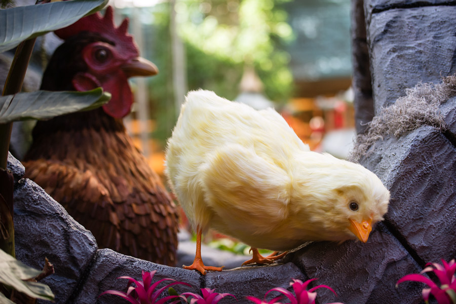 Chickens in Bellagio garden photo