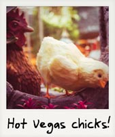 Hot Vegas chicks!