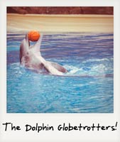The Dolphin Globetrotters!