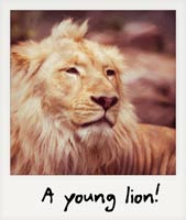 A young lion!