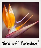 Bird of Paradise!