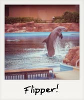 Flipper!
