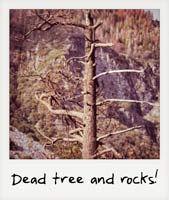 Dead tree and rocks!