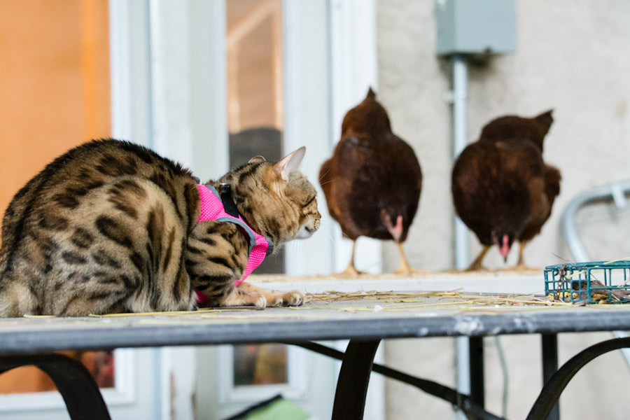 Noctiva with chickens photo