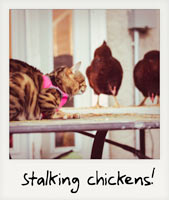 Stalking chickens!