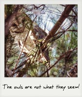 The owls are not what they seem!