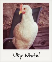 Silky White!