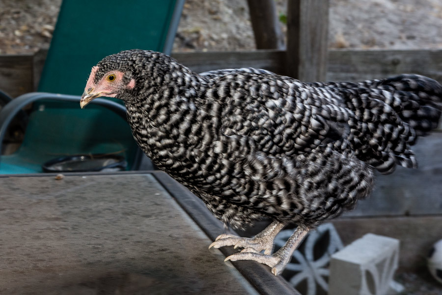 Sutffed peppers photo