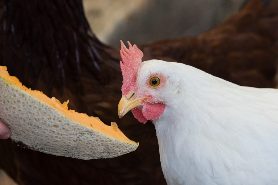 Chicken eating melon photo