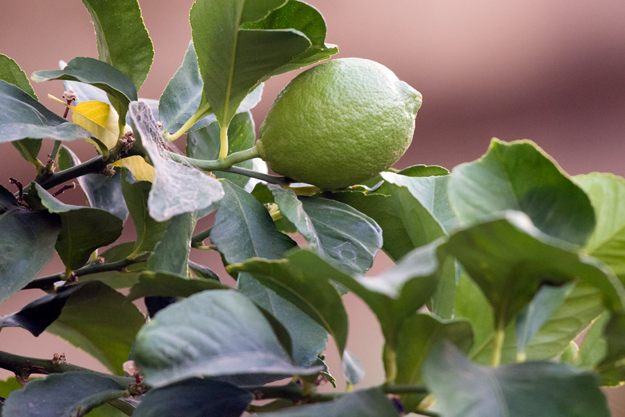 Green lemon photo