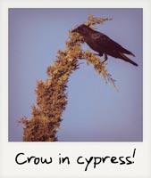 Crow in cypress!