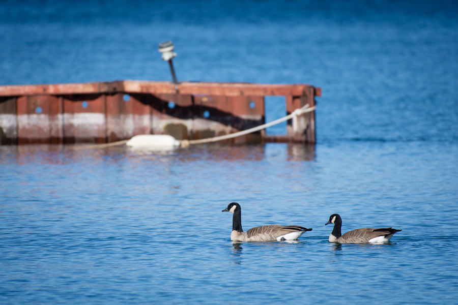 Geese and dock Tahoe photo