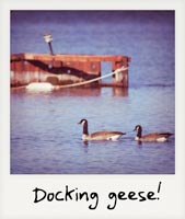 Docking geese!