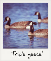 Triple geese!