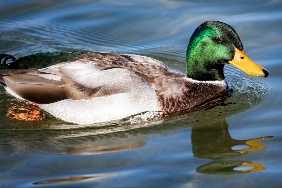 Mallard photo