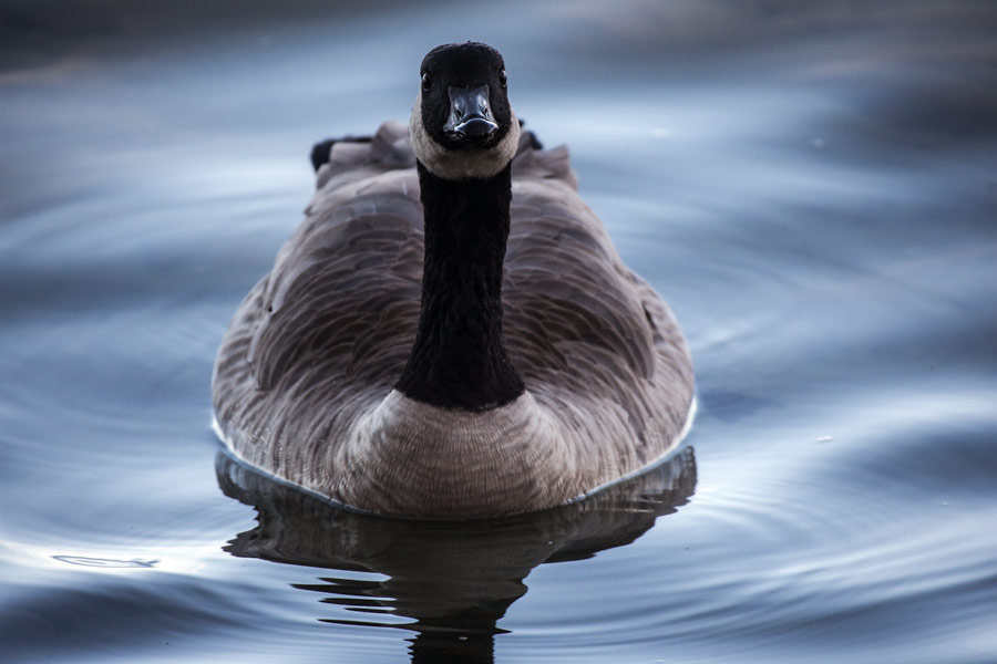 Goose photo