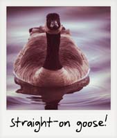 Straight-on goose!