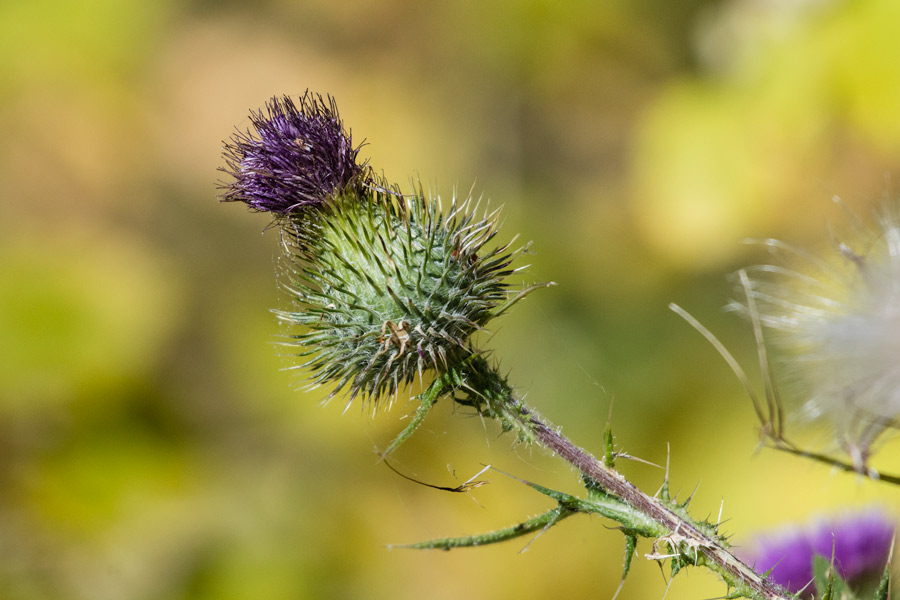 Purple thistle Tahoe photo