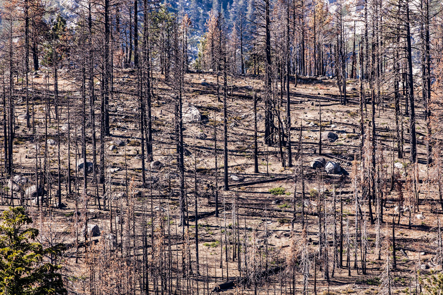 Burned trees Tahoe photo