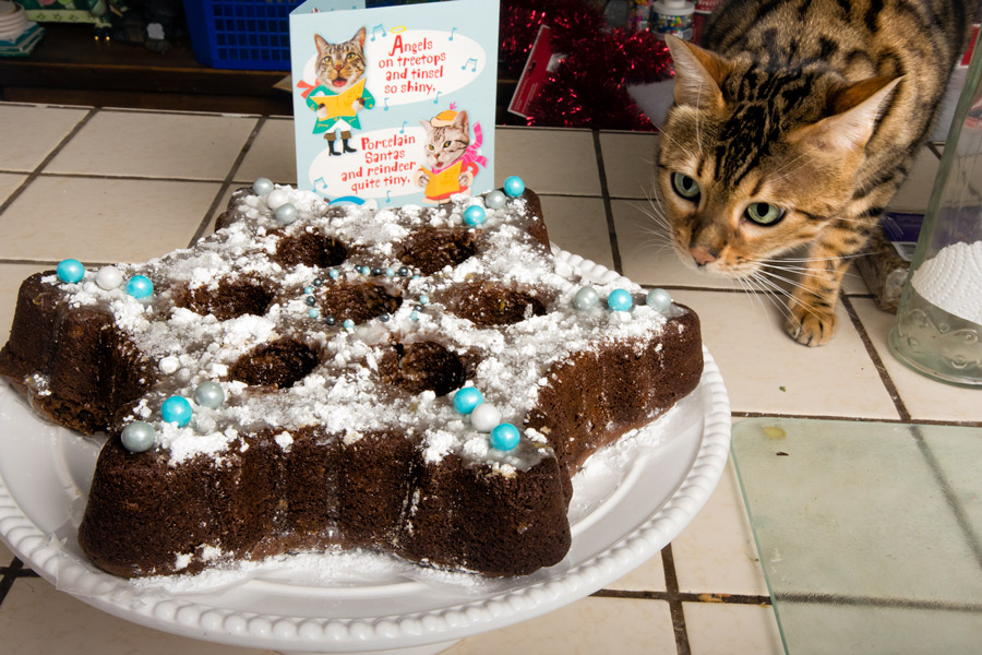 Cat cake photo