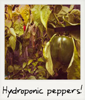 Hydroponic peppers!