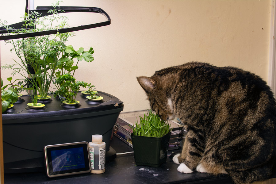 Nala kitty grass photo