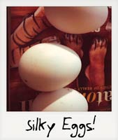 Silky eggs!