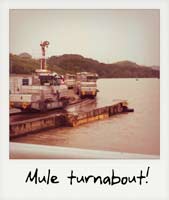 Mule turnabout!