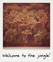 Welcome to the jungle!