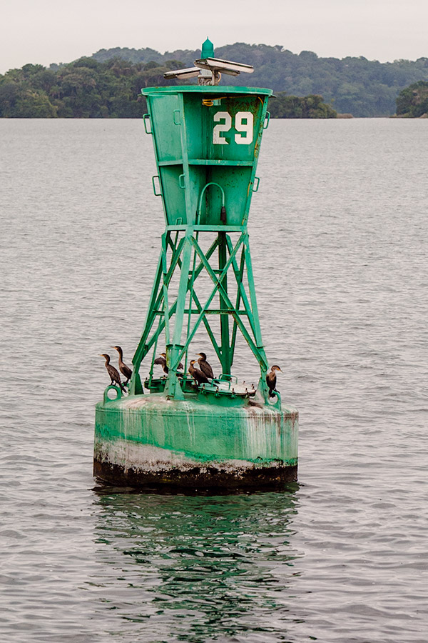 birds on buoy photo