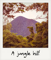 A jungle hill!