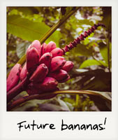 Future bananas!