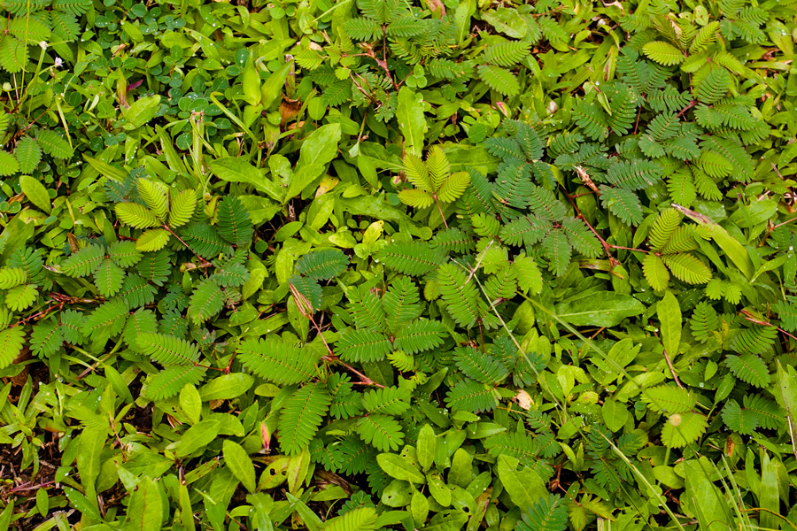 Mimosa pudica photo