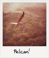 A pelican!