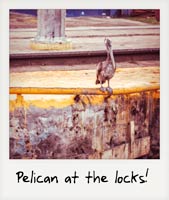 A pelican at the locks!