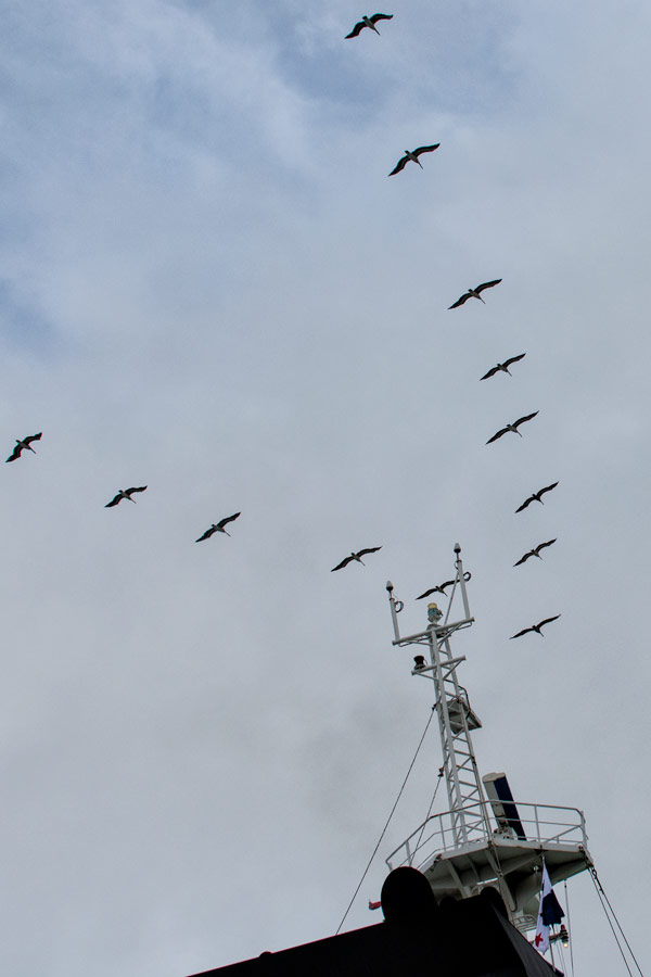Panama birds in formation photo