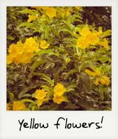Yellow flowers!