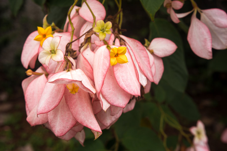 Pink and yellow flower photo