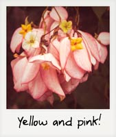 Pink and yellow!