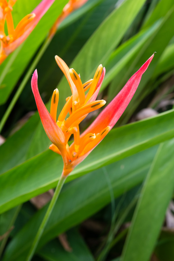 Bird of paradise photo