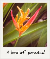A bird of paradise!