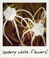 Spidery white flowers!