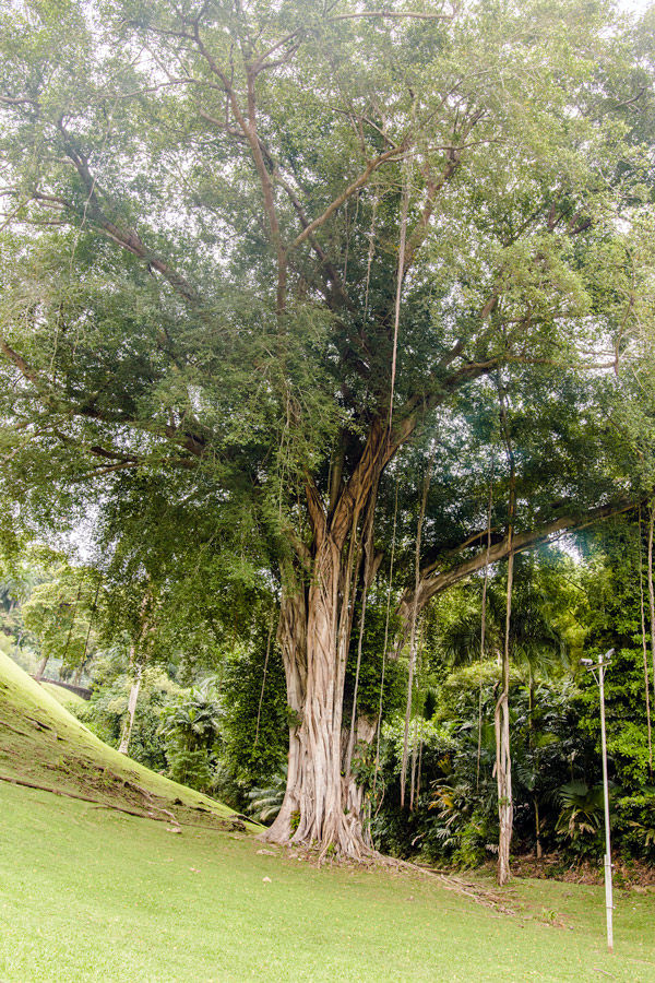 Panama Balboa Elementary banyan photo