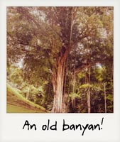 An old banyan!