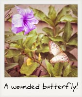 A wounded butterfly!