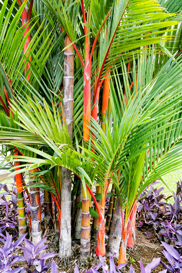 Panama bamboo photo