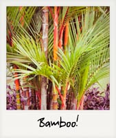 Panama bamboo!