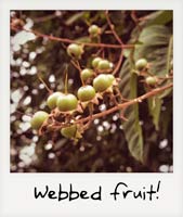 Webbed fruit!